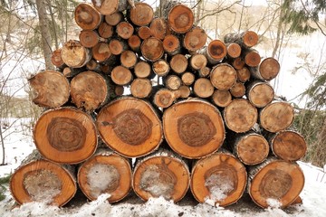 Woodpile of raw timber in winter