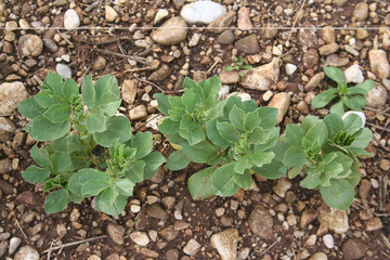 coltivazione di piante di Fava