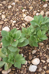 coltivazione di piante di Fava