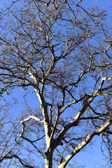 Spreading branches of tall trees against the blue cloudy sky.