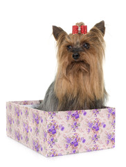 adult yorkshire terrier