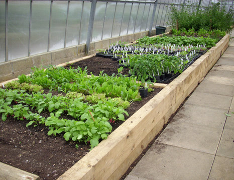 Raised Beds In Greenhouse
