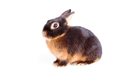 Black rabbit on white background