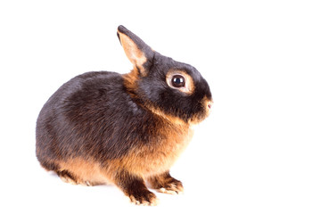 Black rabbit on white background