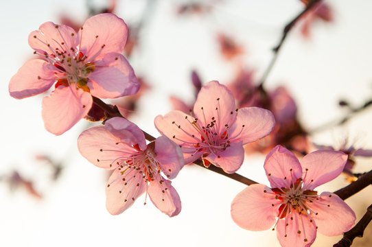 Branch of the apricot tree with pink flowers in spring. Against white sky