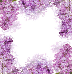 isolated light lilac blooms frame