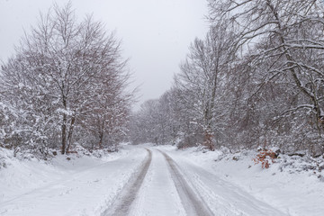 Road in the fores, trees covered by the snow