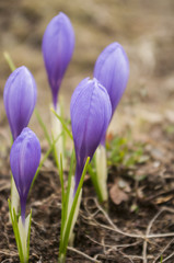 The crocuses family