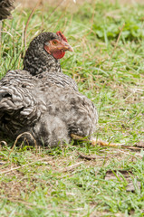 Speckled hen portrait with beautiful plumage in the yard on blurred green backgrond