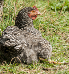Speckled hen portrait with beautiful plumage in the yard on blurred green backgrond