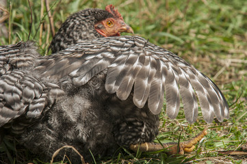 Speckled hen portrait with beautiful plumage in the yard on blurred green backgrond