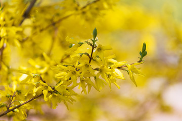 closeup of forsythias flowers in full bloom