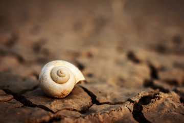 Crack snail shell on ground