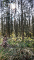 Spring forest HDR