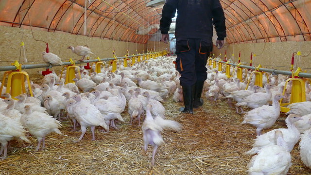 Farmer takes care of small turkeys on the farm