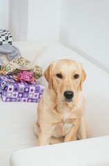 Labrador retriever dog sitting on sofa with Christmas gifts