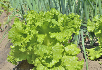 Lettuce and spring onions 6