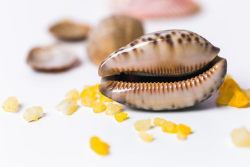 Sea salt crystals  with sea shells