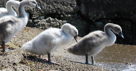 Obraz premium Famille de cygnes