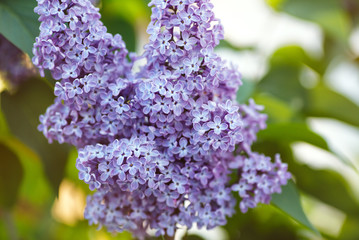 Ветка цветущей сирени