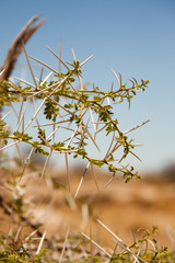 Close-up of Bush with Thorns in Desert, Namibia.