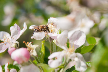 Bee collects nectar