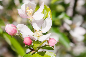 Bouquet with pink apple buds and flower