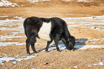Calf Mongolian yak black-and- white color