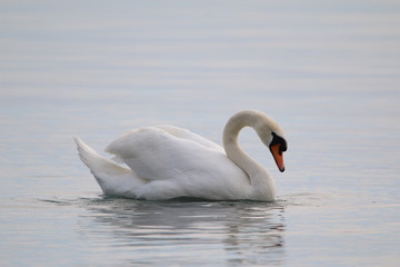 Cygne