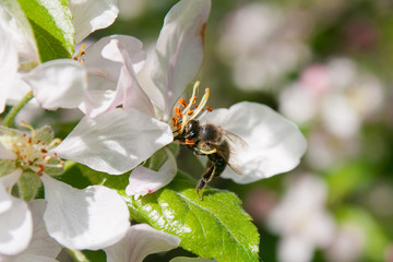 Bee collects nectar