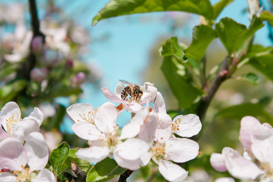 Bee sitting on apple tree flower
