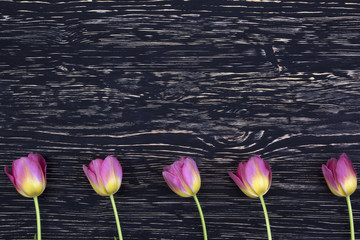 pink tulips on dark wooden background