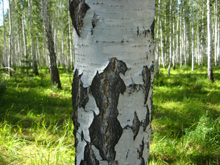 macro birch trunk in the birch wood summer Russia South Ural