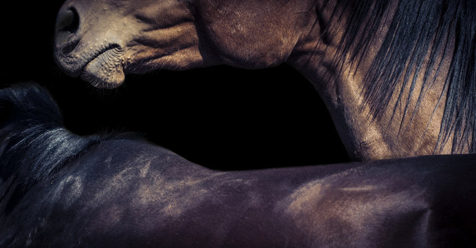 Horse Grooming Isolated