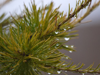 macrofilming of a drop of dew on larch branches