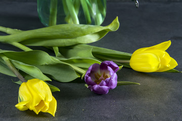 Yellow and violet tulips in the jar. Grey background. Spring, easter.