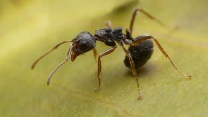 ant