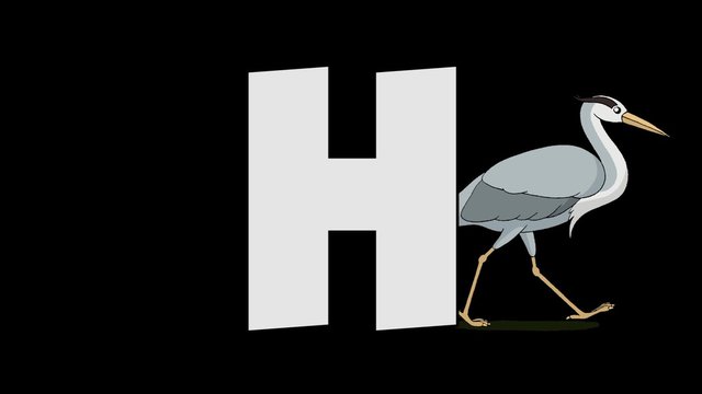Letter H and Heron (background)
Animated animal alphabet. HD footage with alpha channel. Animal in a background of letter.