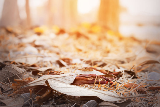 autumn leaves in beautiful fall park, the over sunlight [blur and selective focus background]