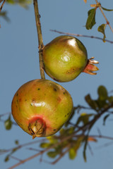 Pomegranate Fruit on Tree Branch for pattern