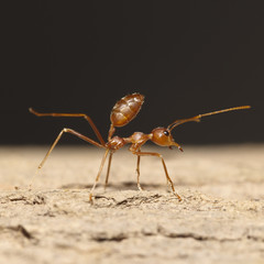 Orange ant for pattern