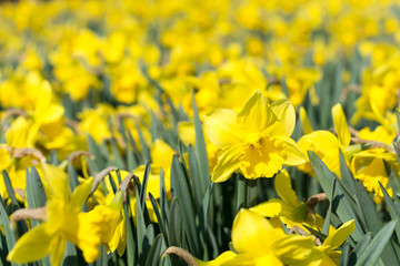 Yellow narcissus flower heads background