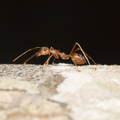 Orange ant for pattern