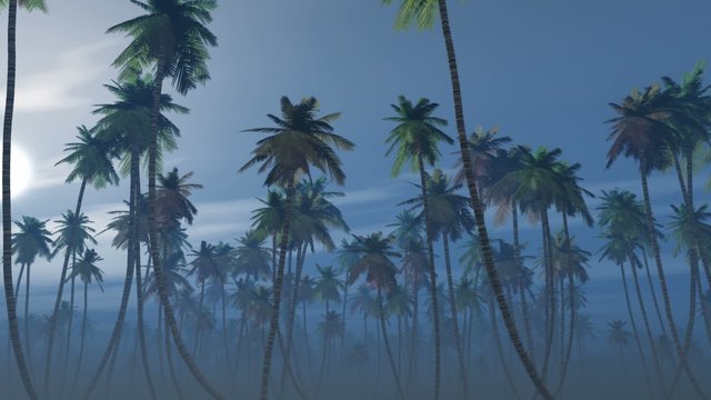 Mysterious foggy palm forest in a full moon night