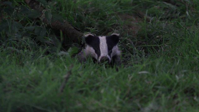 Two badgers hiding in its set