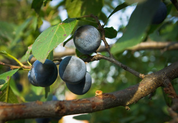 Ripe plums on the branch