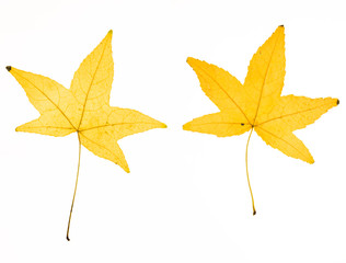 Illuminated herbarium of Acer leaf front and back, isolated on white background.