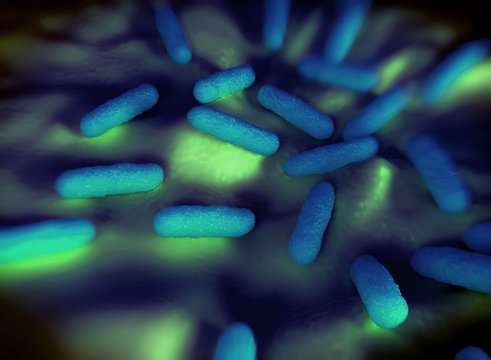 bacteria