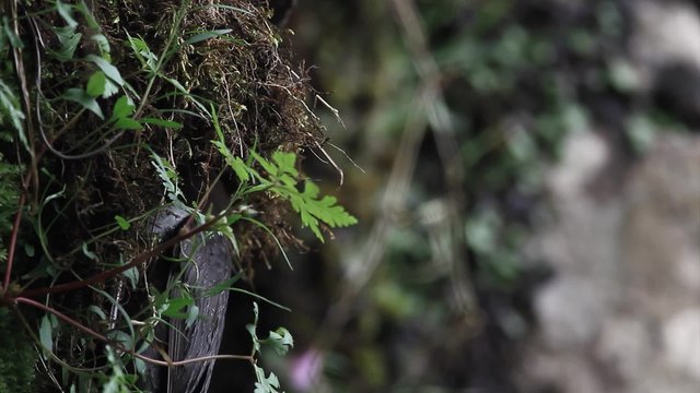 A dipper arriving at its nest in England
