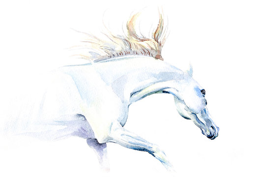 White horse in watercolor